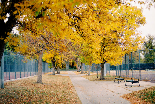Autumn pathway lined with golden trees beside tennis courts.