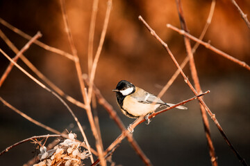 coal tit bird on branch