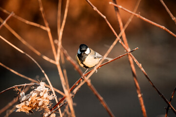 coal tit bird on branch