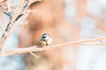 Colorful blue tit songbird perched on slender twig with blurred golden bokeh in winter sunlight © PIC by Femke