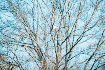 buzzard bird sitting in tree 