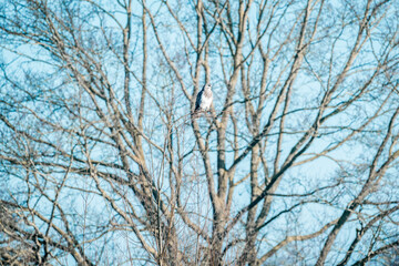 buzzard bird sitting in tree 