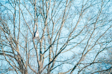 buzzard bird sitting in tree 