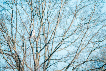 buzzard bird sitting in tree 