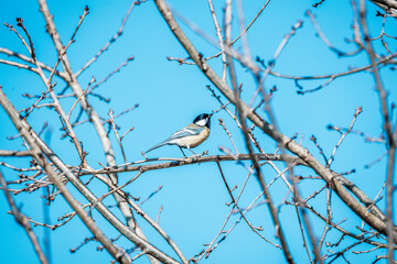 Obraz premium coal tit bird on branch
