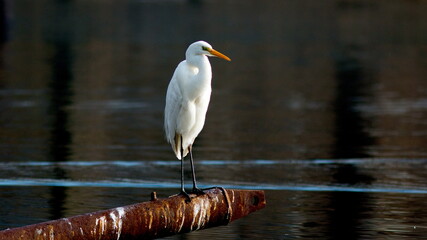 great white heron