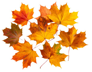 Fototapeta premium Scattered Autumn Maple Leaves Flying Effect, Dynamic Motion, Transparent Background
