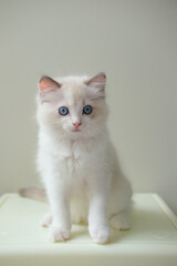 2 months old ragdoll kitten looking into the camera. domestic cat
