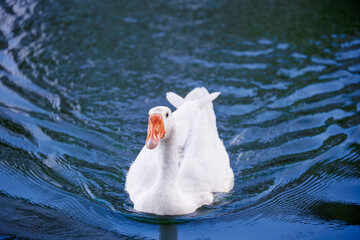 A beautiful domestic white goose swimming gracefully on dark blue water in lake
