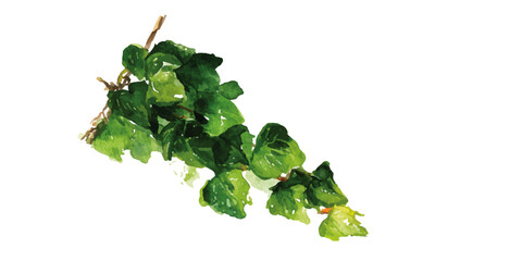 green leaves on white background