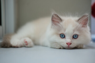 2 months old ragdoll kitten lying on the floor, looking into the camera. domestic cat
