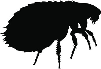Magnified black silhouette of a flea on vector