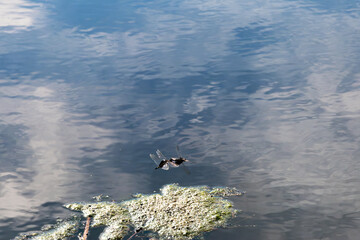 Coupled Dragonflies over Algae on Reflective Pond