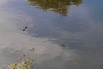 Closeup of Pond with Algae, Reflections, and Dragonflies