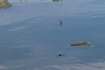 Coupled Dragonflies and Reflection over Pond Surface