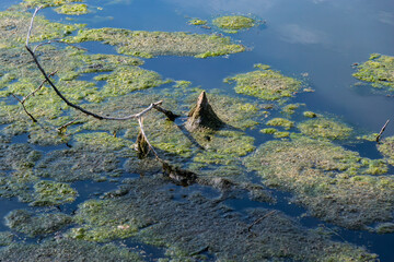 Cone-Shaped Debris with Twig and Algae in Pond