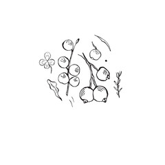  Set of autumn elements: leaves, clover,berries .Hand-drawn, sketch. Vector illustration in doodle style.
