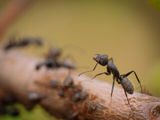 black ant (lasius niger)