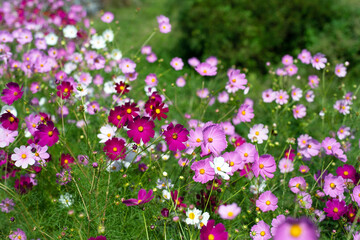 Colorful Cosmos Field in Autumn Korea Countryside