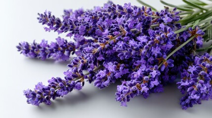 Obraz premium Close-up of fresh lavender sprigs