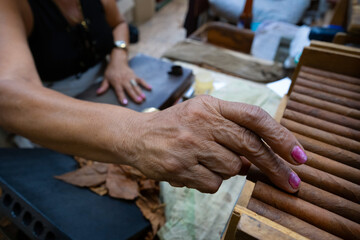 Obraz premium Skilled artisan carefully arranging hand rolled cuban cigars inside cedar box, highlighting authentic tobacco manufacturing process