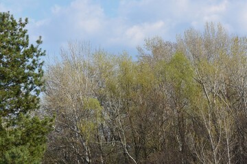 Spring landscape of mixed forest deciduous and pine against the blue sky and white clouds