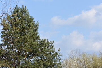 Spring landscape of mixed forest deciduous and pine against the blue sky and white clouds