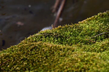 Green moss on the rock in the water of the lake, close up