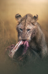 Lion with meal