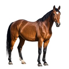 Obraz premium Horse portrait, standing profile