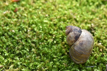 Snails crawling on green moss, closeup of photo with shallow depth of field
