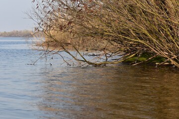 River landscape with dry willow branches above the river surface at sunset on a sunny spring day