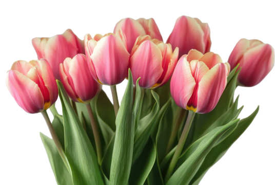 Bright pink tulips arranged together showing delicate petals and vibrant green leaves captured in a low resolution close-up