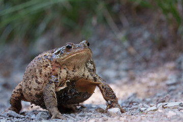 common toad in a defensive stance