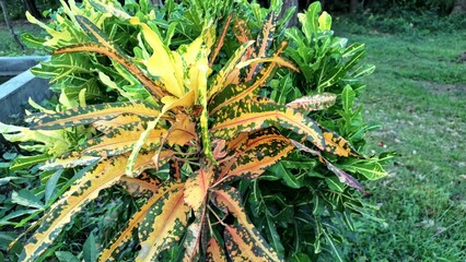 Croton Petra Plant Codiaeum variegatum with Narrow Long Leaves in Red Orange and Yellow Color in Green Garden Exotic Tropical Decorative Foliage Close Up © Muhammad Nashieh