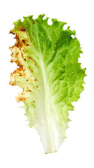 Close-up of a lettuce leaf with noticeable discoloration, showcasing the impact of damage or disease isolated on a transparent background.