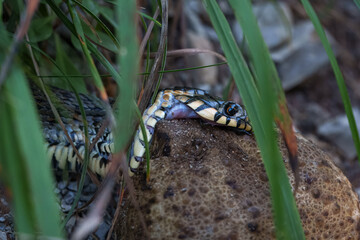 grass snakes eats common toad (Natrix helvetica)
