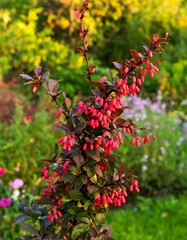 Garden Plant Berries Closeup