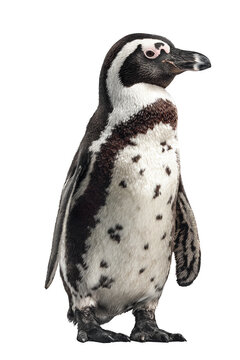 A penguin stands on a white background