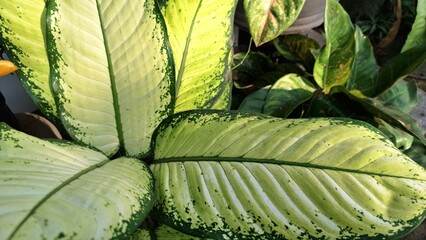 Exotic Foliage of Dieffenbachia Seguine Leopard Lily Dumbcane Plant, Elliptic Leaf Pattern for Natural Background or Garden Texture