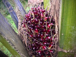 Naklejka premium Palm Oil at Kalimantan Plantation