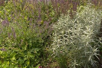 Wild meadow or herb garden in nature.