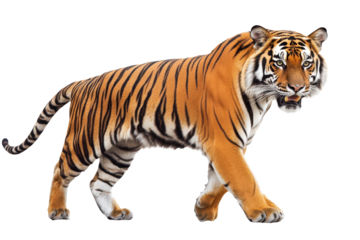 Majestic tiger walking confidently across a bright background showcasing its striking orange and black stripes, emphasizing its powerful presence and natural beauty