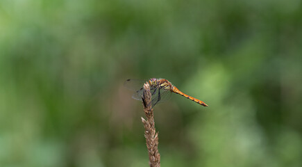 葉に止まるトンボ