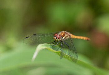 葉に止まるトンボ