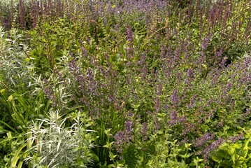 Wild meadow or herb garden in nature.