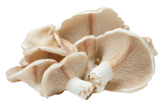 Trumpet mushrooms displayed on a white background showcasing their unique shape and texture, highlighting their culinary potential for gourmet dishes