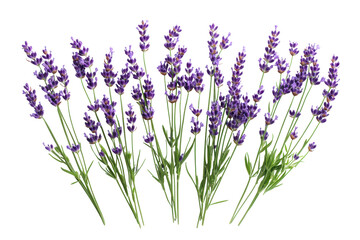 Naklejka premium Symmetrical lavender bouquet featuring slender stalks and vibrant flowers in a bright and clean setting, evoking a sense of tranquility and beauty