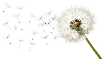 dandelion flower seeds flying in the wind isolated on a white background isolated on white background