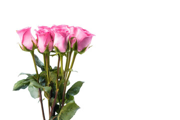 A bouquet of pink roses is displayed on a white background